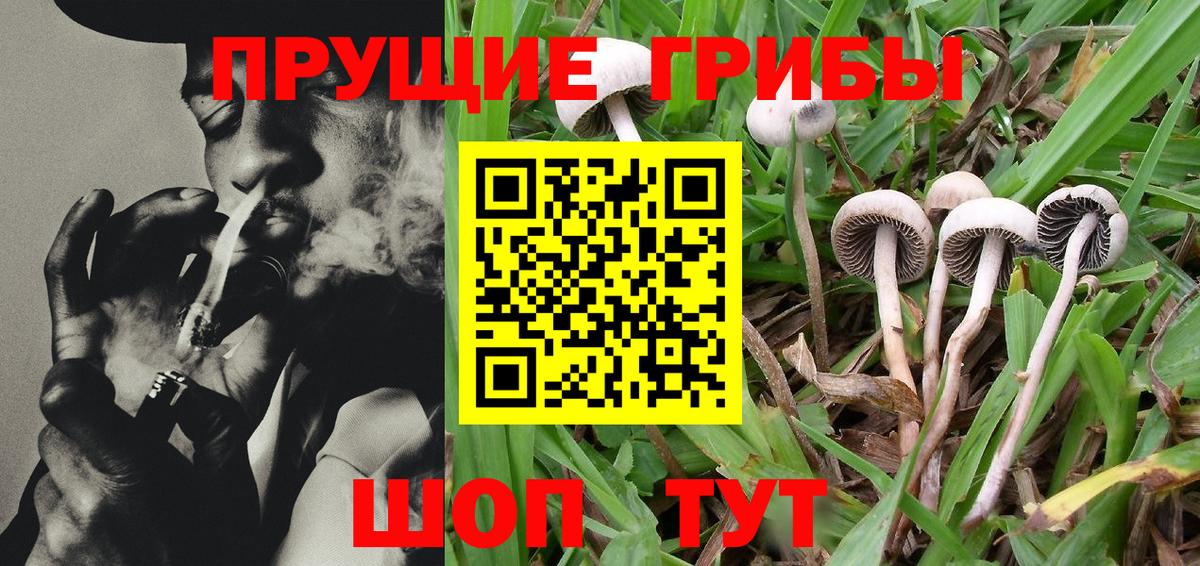 Галлюциногенные грибы Psilocybe Краснотурьинск